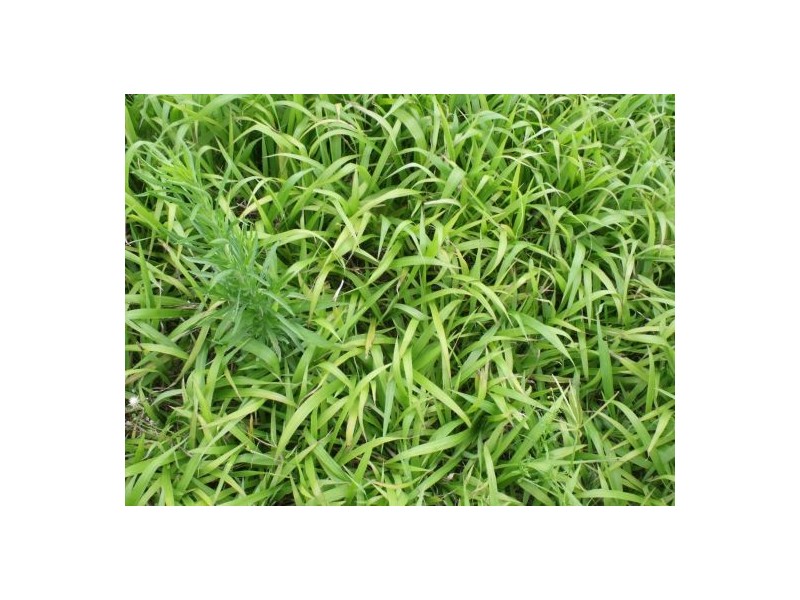 67 Park Road, Ruthven NSW 2480