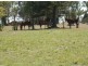 215 East Street, Tenterfield NSW 2372