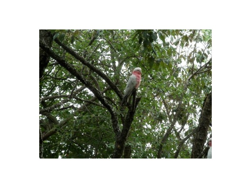 91 Logan St, Tenterfield NSW 2372