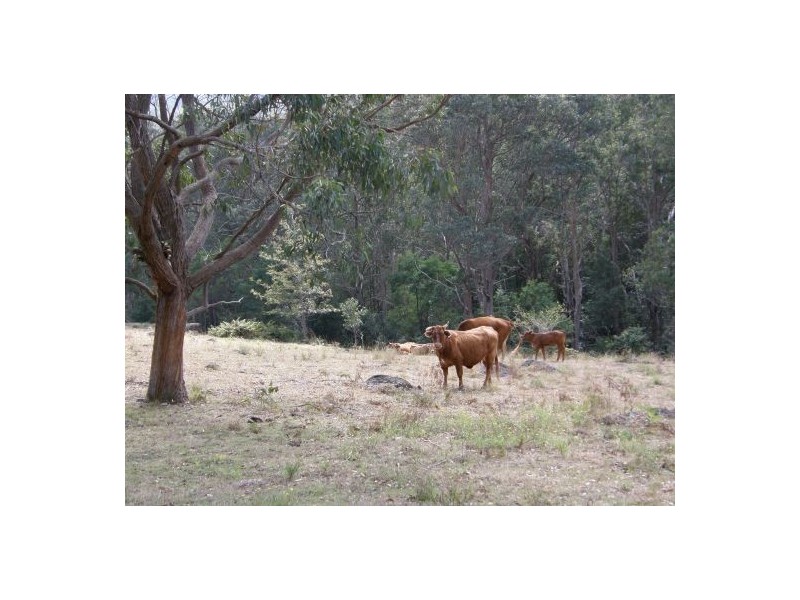 Bonalbo NSW 2469