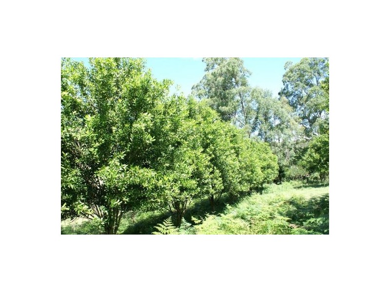 336 Smiths Creek Road, Kyogle NSW 2474