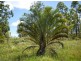 Lot 393 Iron Pot Creek Road, Kyogle NSW 2474
