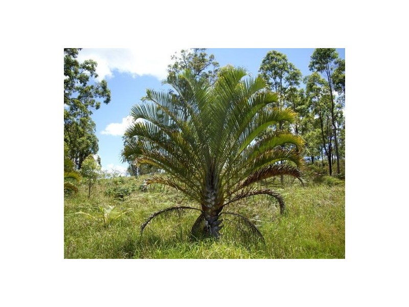 Lot 393 Iron Pot Creek Road, Kyogle NSW 2474
