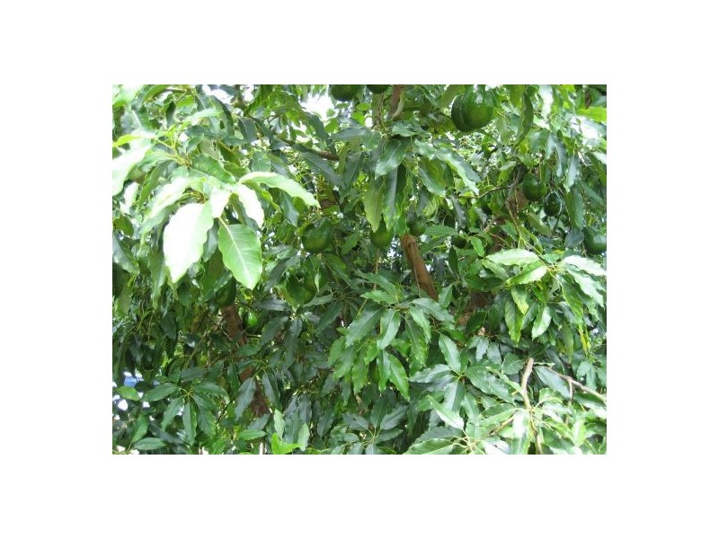 214 Grays Road, Grafton NSW 2460