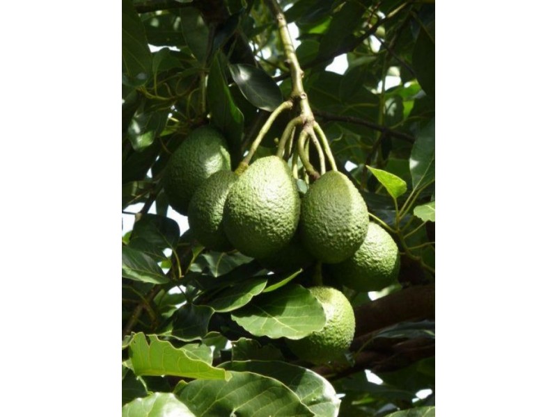 214 Grays Road, Grafton NSW 2460