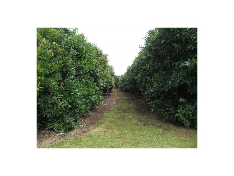 212 Grays Road, Grafton NSW 2460