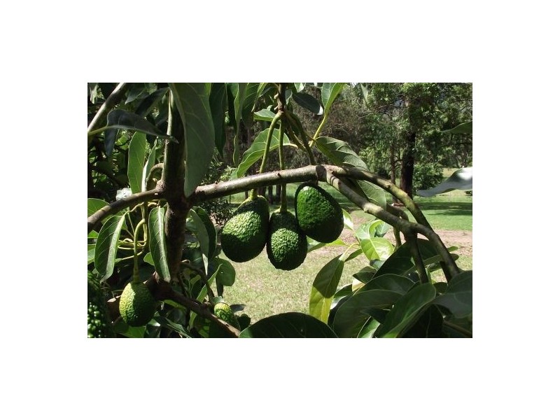 #746 Green Pigeon Road, Kyogle NSW 2474