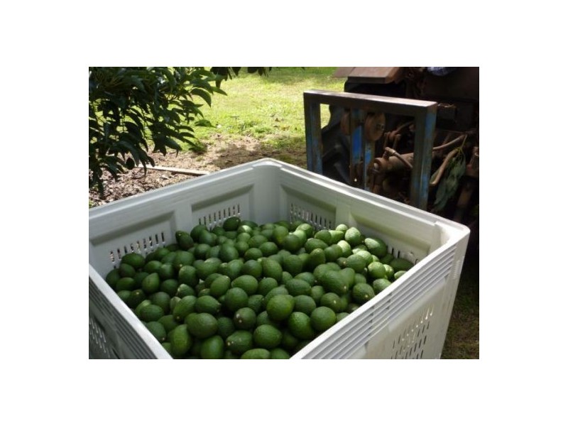 #746 Green Pigeon Road, Kyogle NSW 2474