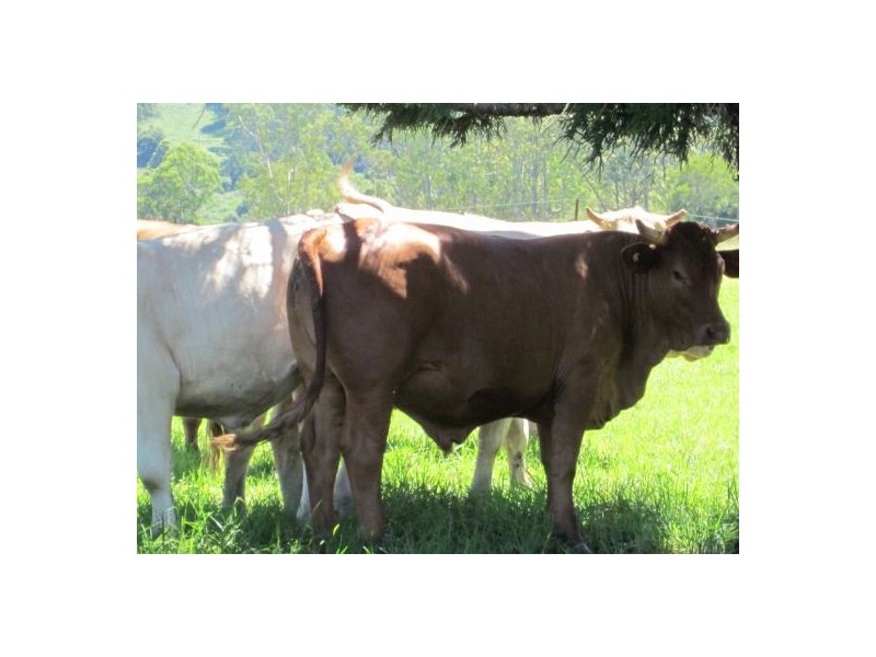 820 Williams Road, Kyogle NSW 2474