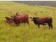 Lot 13, 451 Smiths Creek Rd, Kyogle NSW 2474