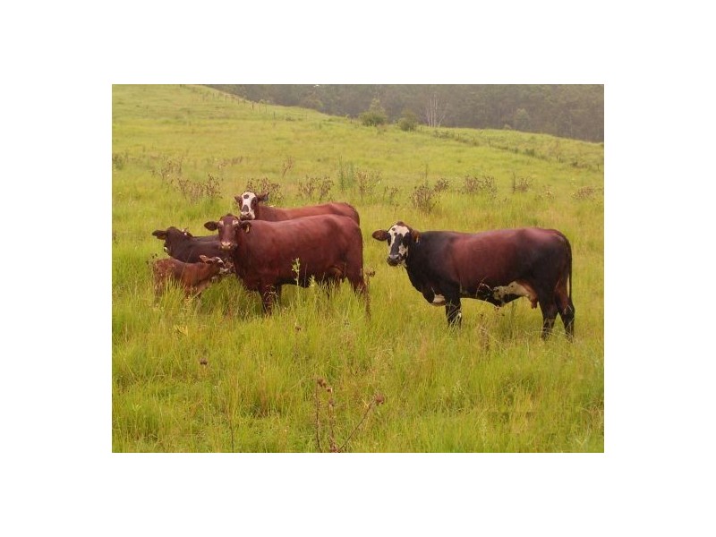 Lot 13, 451 Smiths Creek Rd, Kyogle NSW 2474