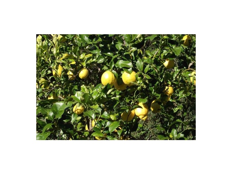 1108 Upper Eden Creek Road, Kyogle NSW 2474