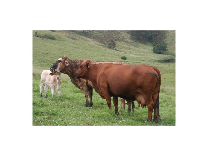 Lot 571 Afterlee Road, Kyogle NSW 2474