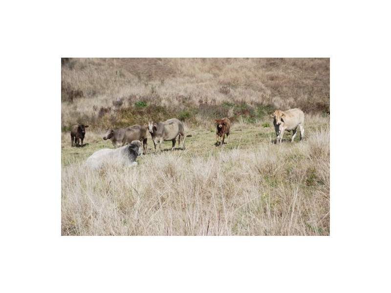 Lot 571 Afterlee Road, Kyogle NSW 2474