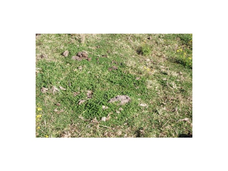 Lot 571 Afterlee Road, Kyogle NSW 2474