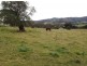 1207 Summerland Way, Wiangaree NSW 2474