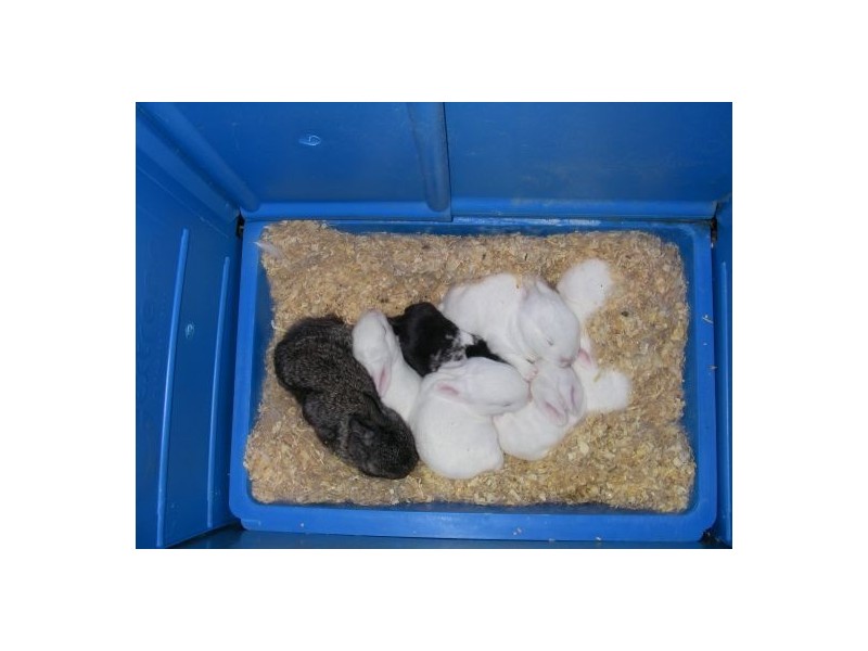 353 Green Pigeon Road, Kyogle NSW 2474