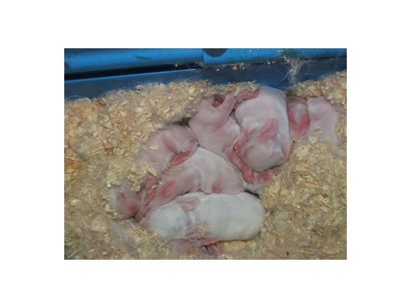 353 Green Pigeon Road, Kyogle NSW 2474