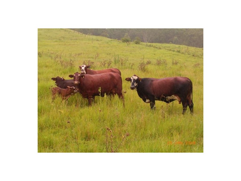 Lot 13 451 Smiths Creek Road, Kyogle NSW 2474