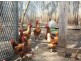 148 Newtons Road Lower Eden Creek, Kyogle NSW 2474