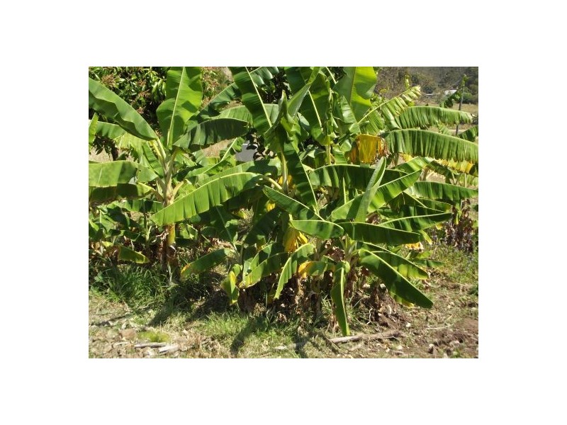 148 Newtons Road Lower Eden Creek, Kyogle NSW 2474