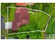 11 Redwood Grove, Goonellabah NSW 2480