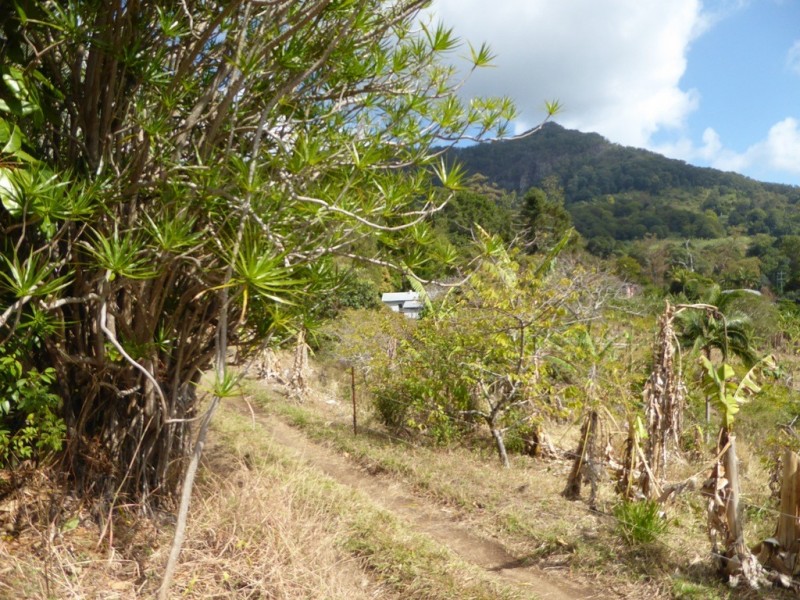 Lot 7 Palmwoods Road, Palmwoods NSW 2482