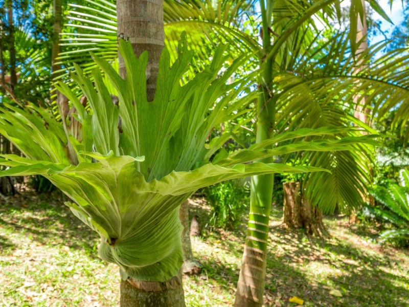 8 Gilba Avenue, Ocean Shores NSW 2483