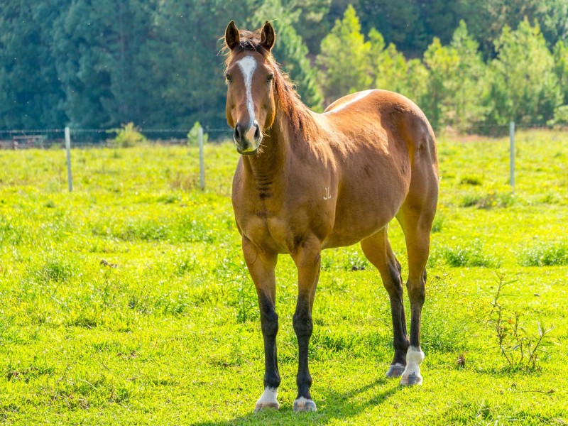 448 Left Bank Rd, Mullumbimby NSW 2482