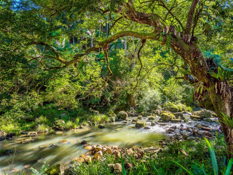 111 Upper Wilsons Creek Road, Upper Wilsons Creek NSW 2482