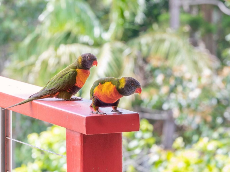 3 Yackatoon Court, Ocean Shores NSW 2483