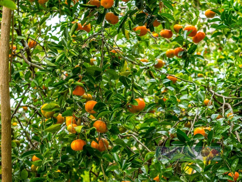 561 Left Bank Road, Mullumbimby Creek NSW 2482