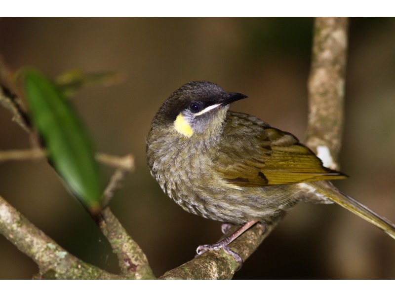 Goonengerry NSW 2482