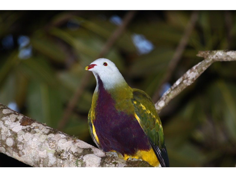 Goonengerry NSW 2482