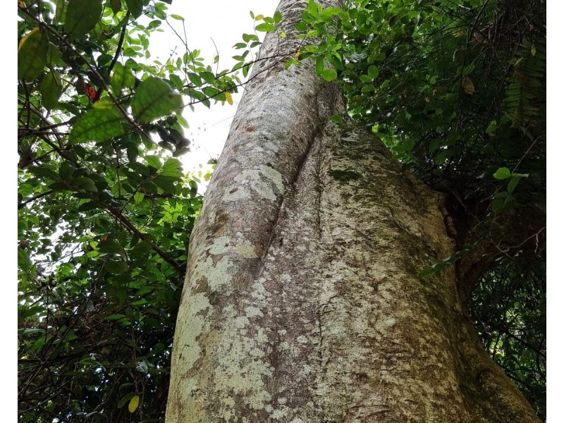 35 Black Bean Road, Wilsons Creek NSW 2482