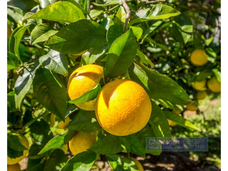 114 Settlement Road, Main Arm NSW 2482