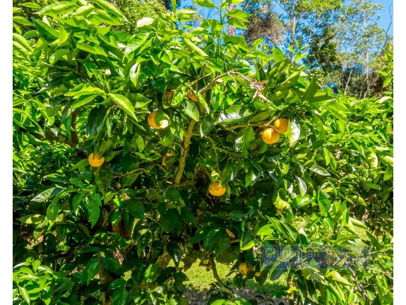 233 Repentance Creek Road, Goonengerry NSW 2482