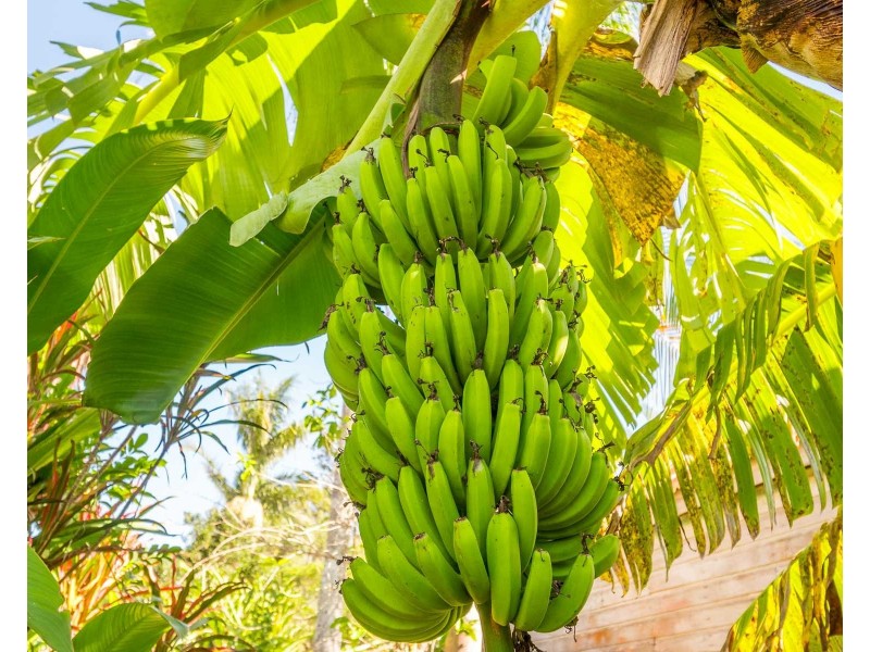 11 Dalley Street, Mullumbimby NSW 2482