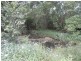 139 Chowan Creek Road, Uki NSW 2484
