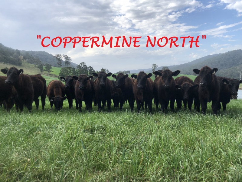 1368 Mill Creek Road, Stroud NSW 2425