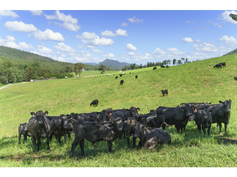 1368 Mill Creek Road, Stroud NSW 2425