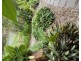 104 Warren Avenue, North Nowra NSW 2541