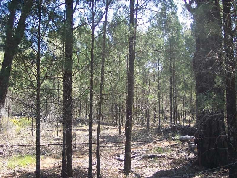 LOT 112 CASTLEREAGH HIGHWAY, Mendooran NSW 2842