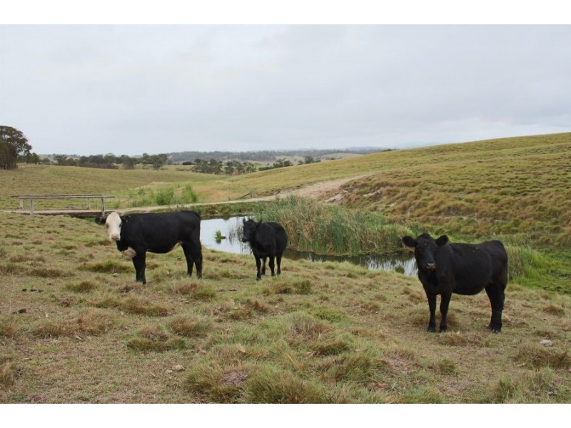 Lots 92 & 109 Timbarra Road, Tenterfield NSW 2372