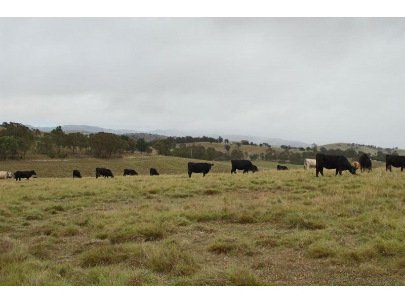 Lots 92 & 109 Timbarra Road, Tenterfield NSW 2372