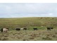 Lots 92 & 109 Timbarra Road, Tenterfield NSW 2372