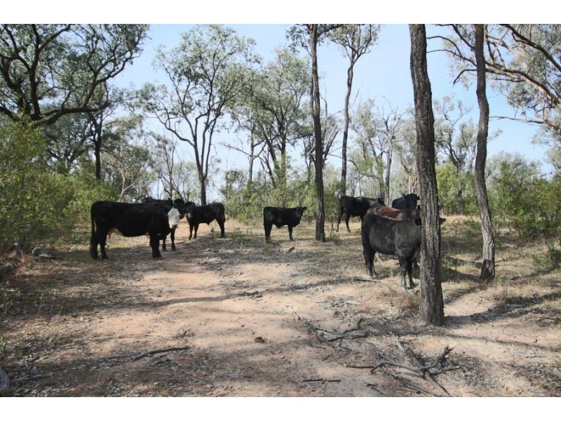 4296 Bruxner Highway, Tenterfield NSW 2372