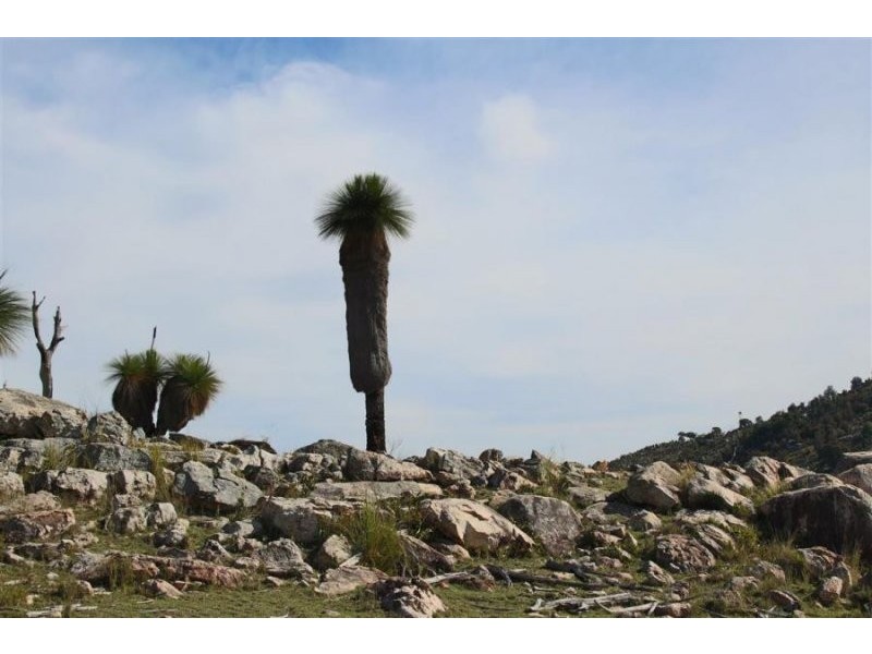 1759 Mount Mackenzie Road, Tenterfield NSW 2372