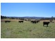 157 Nutshell Road, Tenterfield NSW 2372