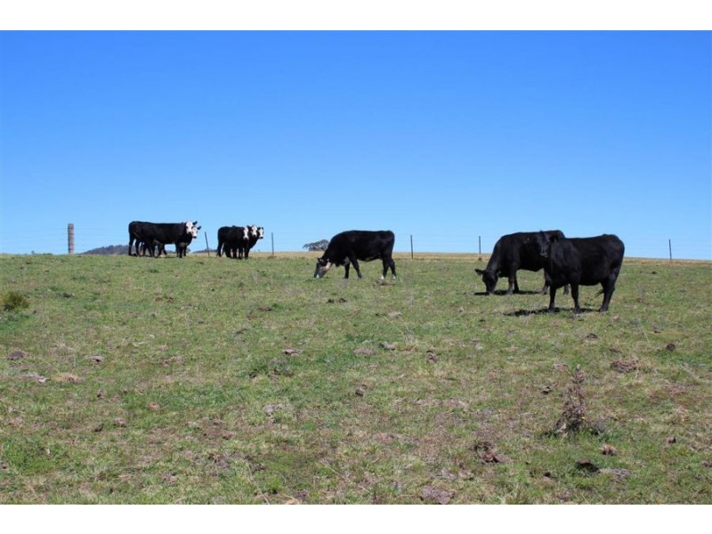 157 Nutshell Road, Tenterfield NSW 2372